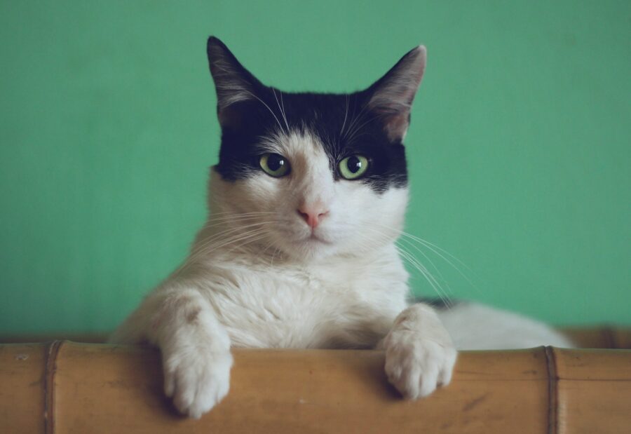 Gipsy the Cat was sitting on a bookshelf one afternoon and just stared right at me, kinda saying: “Will you take a picture already?”